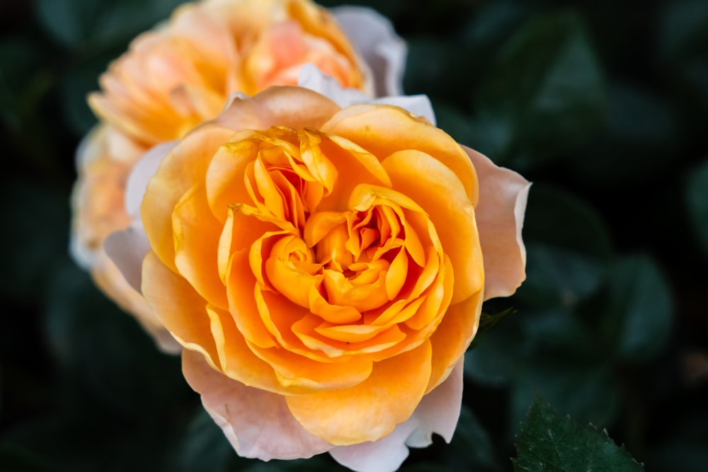 a close up of a yellow and white rose