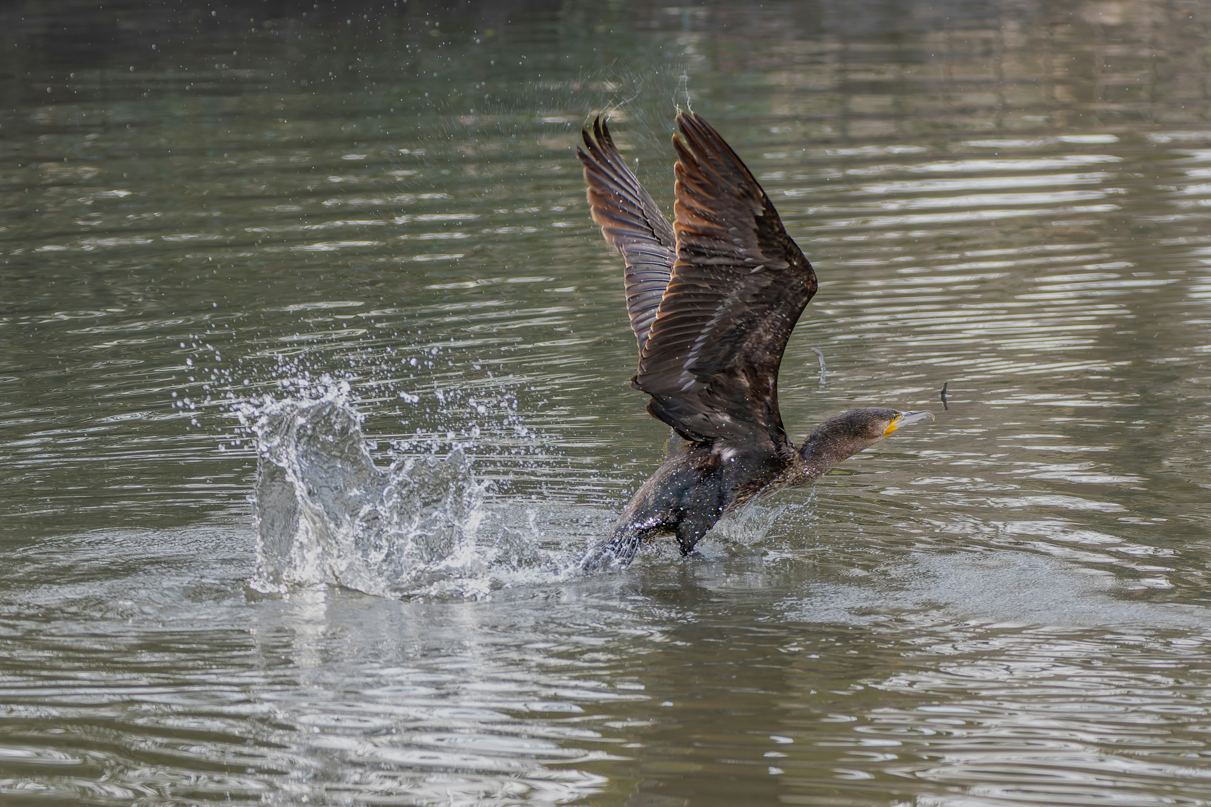 Photo by siegfriedpoepperl