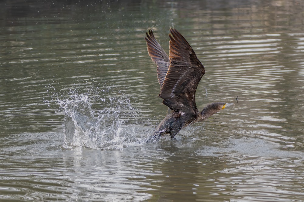 a large bird flying over a body of water