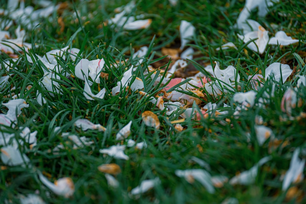 a bunch of white flowers that are in the grass