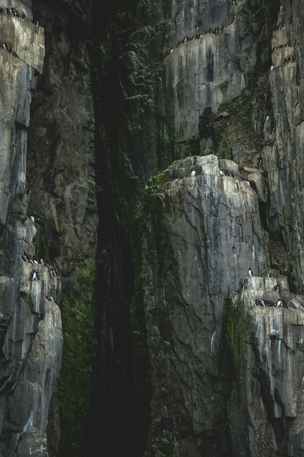 a group of birds perched on the side of a cliff