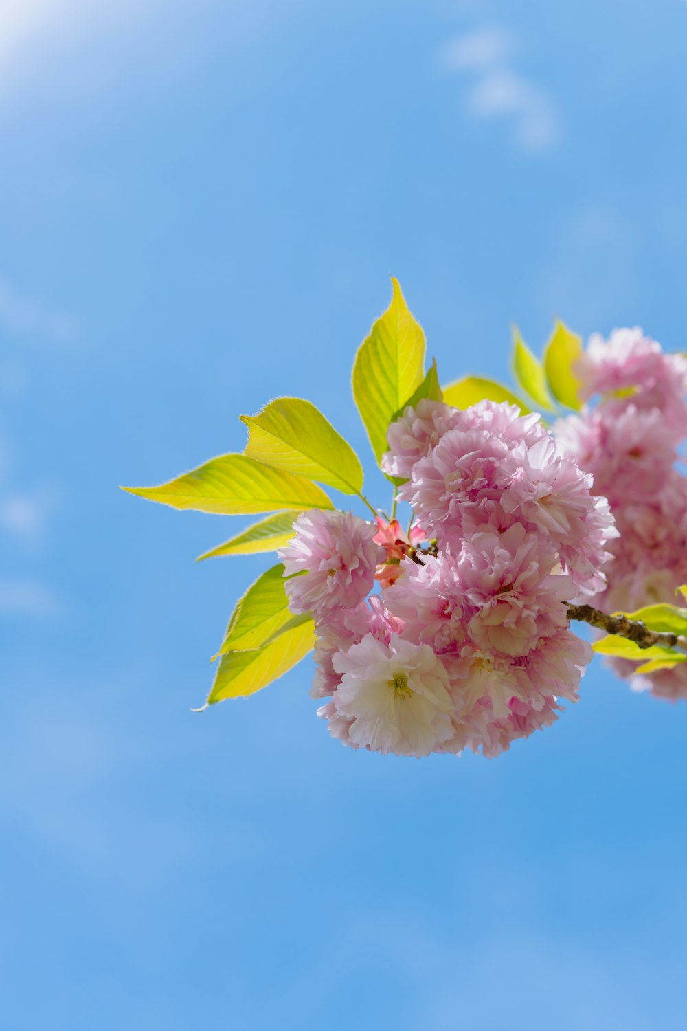 a branch with pink flowers and green leaves