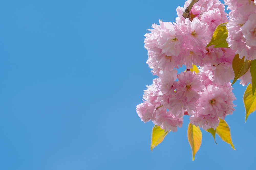 pink flowers are blooming on a tree branch