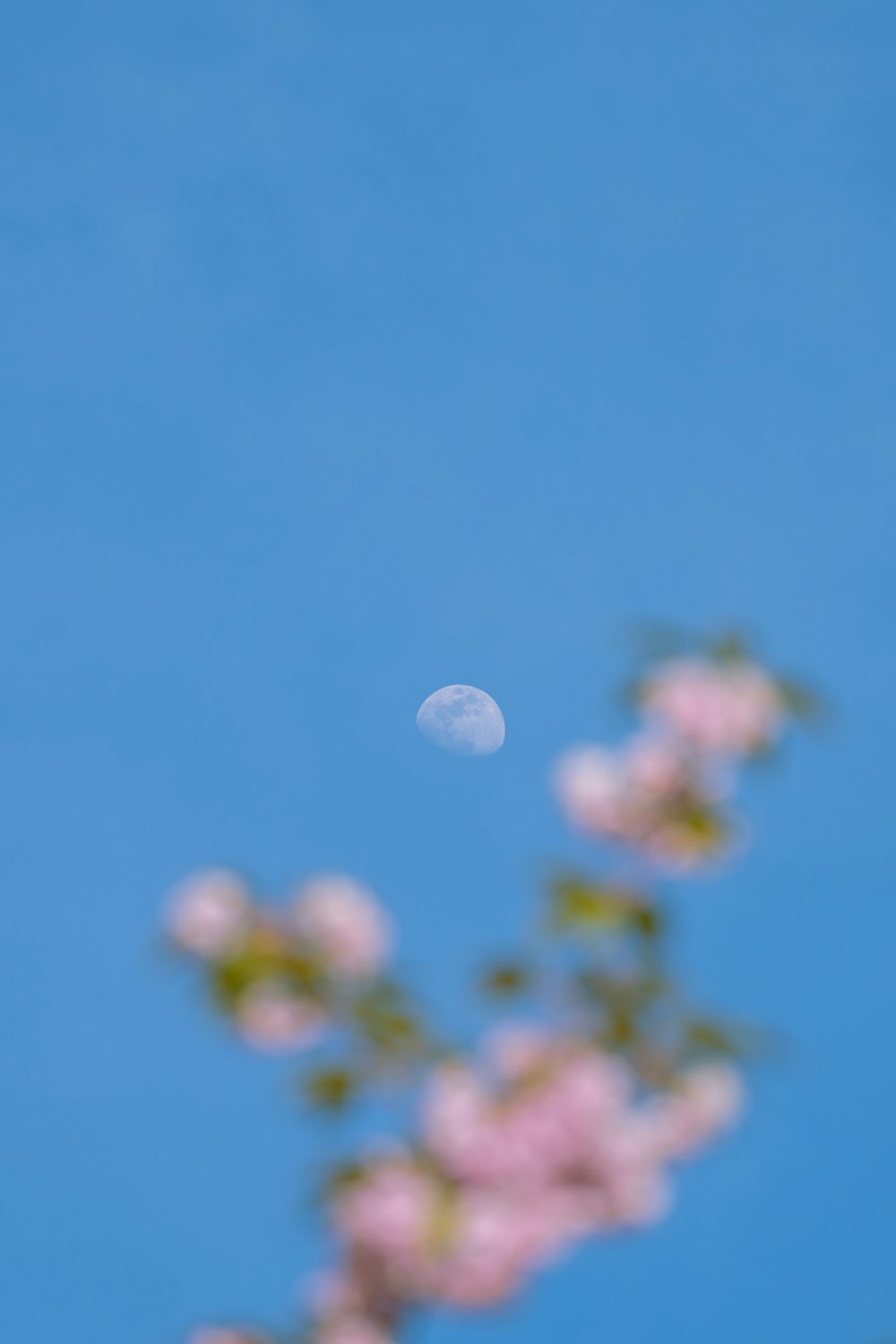 the moon is seen through the branches of a tree