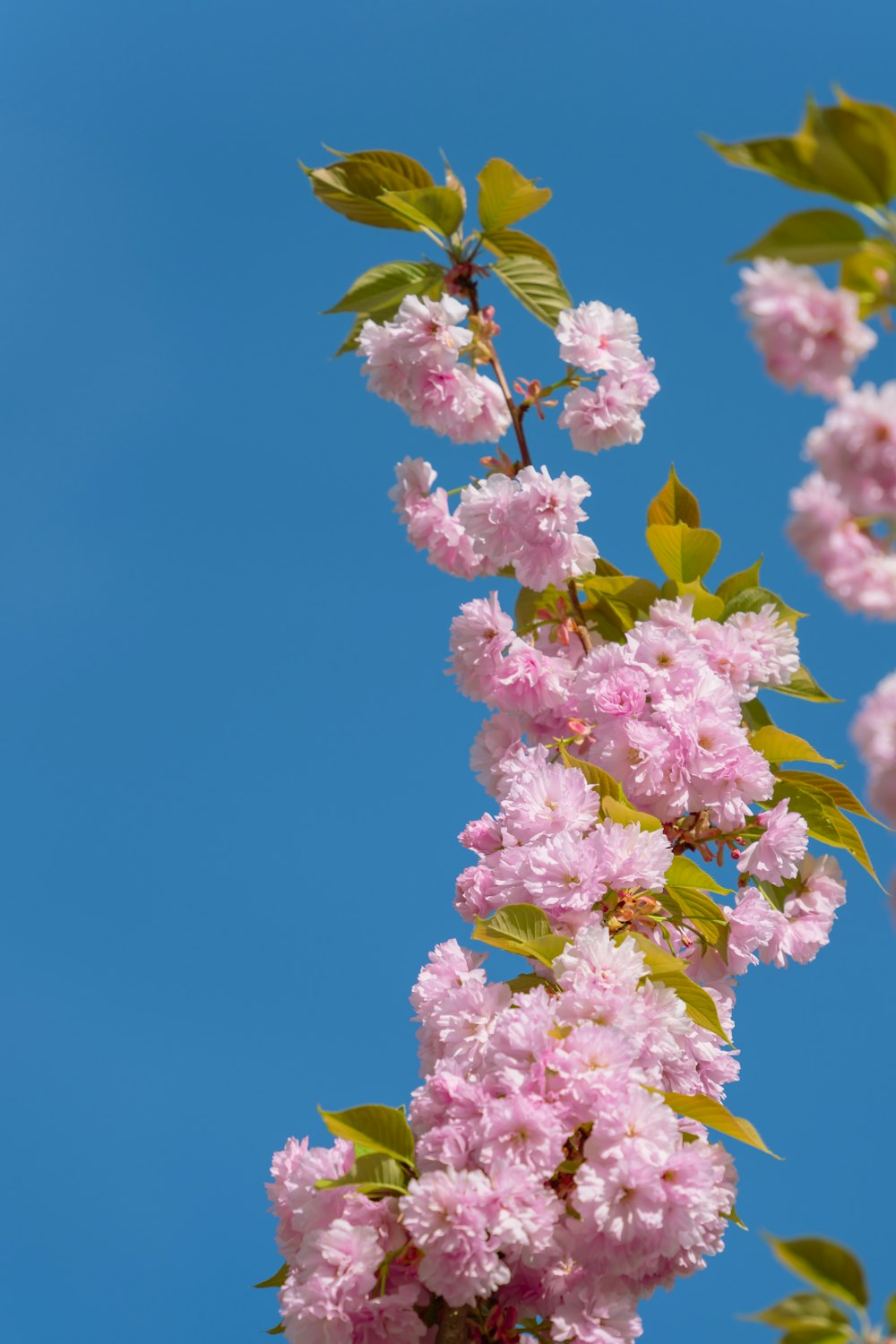 a branch of pink flowers with green leaves against a blue sky