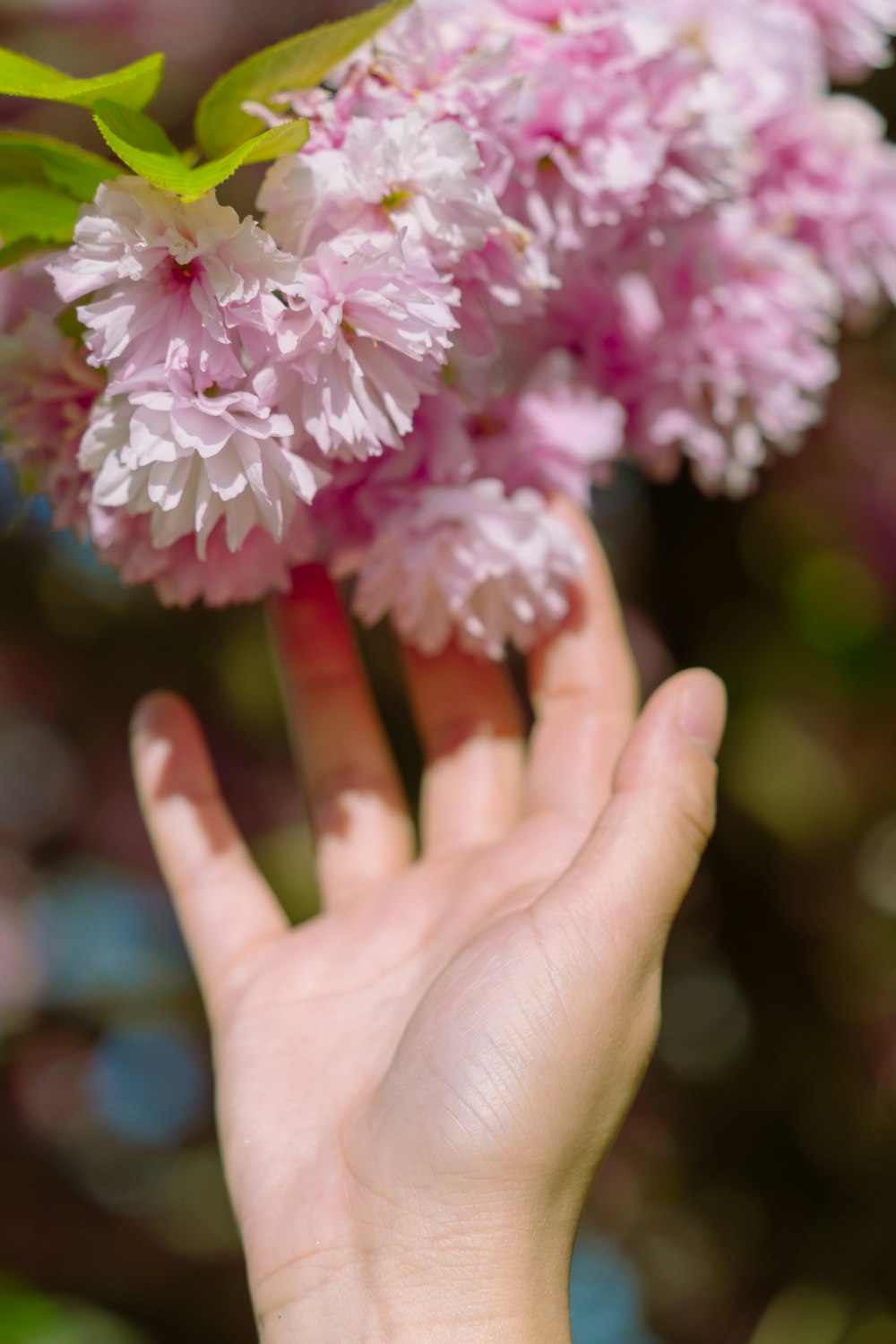 a person's hand reaching for a pink flower