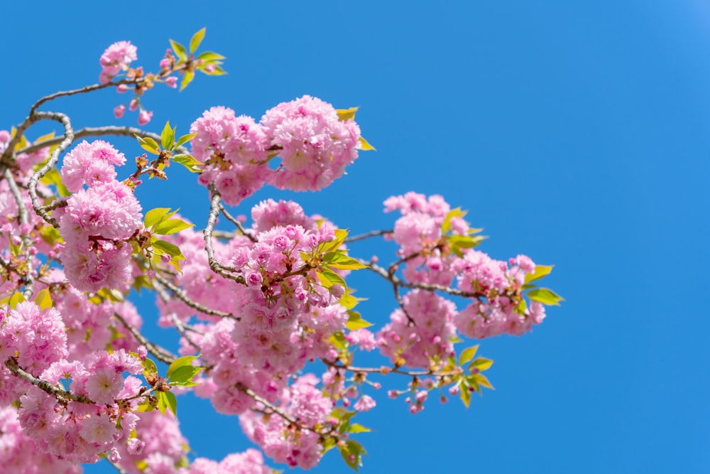 pink flowers are blooming on the branches of a tree