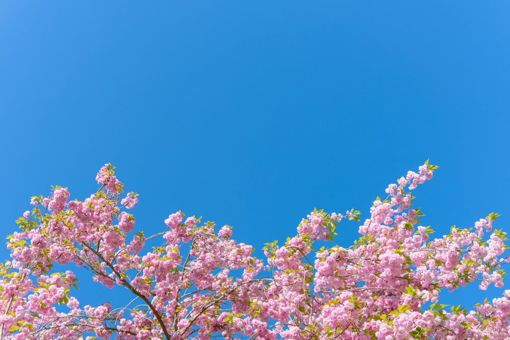 a tree with pink flowers in the foreground and a blue sky in the background