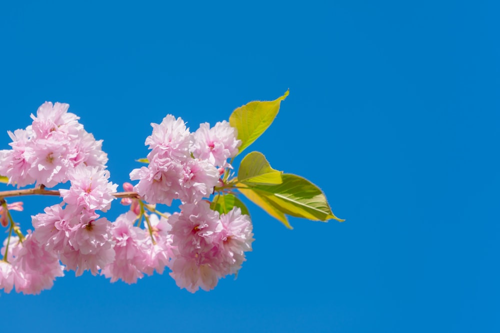 a branch of a tree with pink flowers