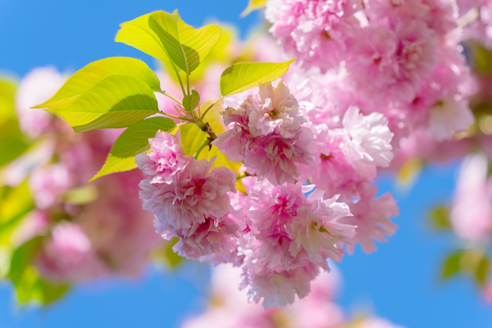 pink flowers are blooming on a tree branch