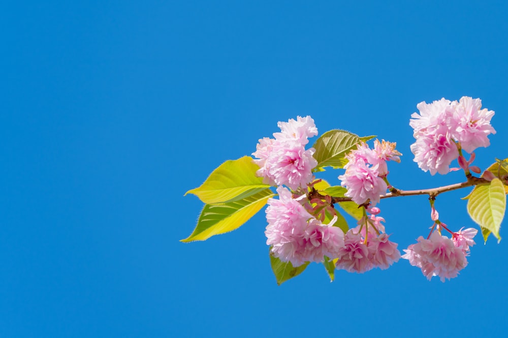 a branch of a tree with pink flowers