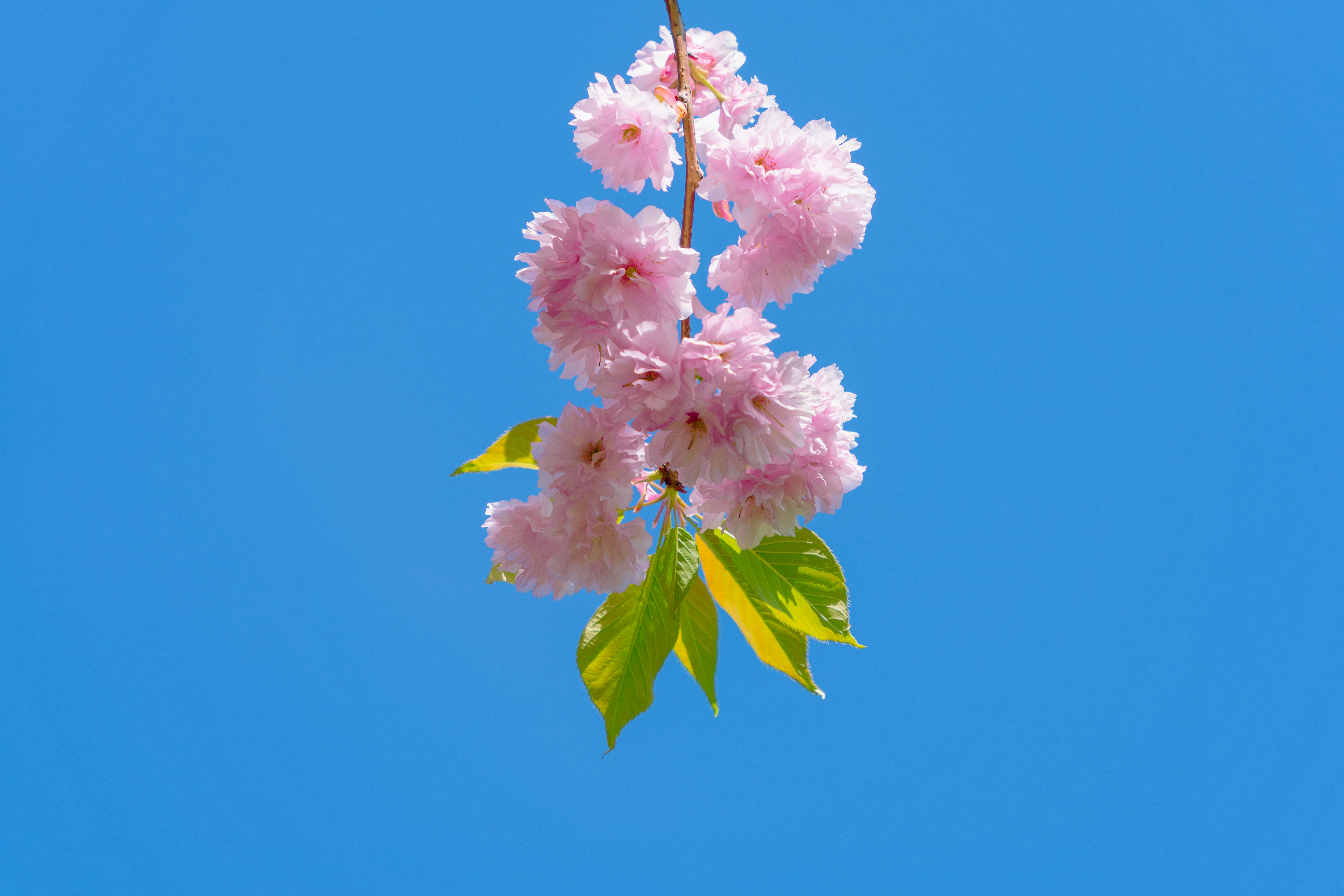 a branch with pink flowers against a blue sky
