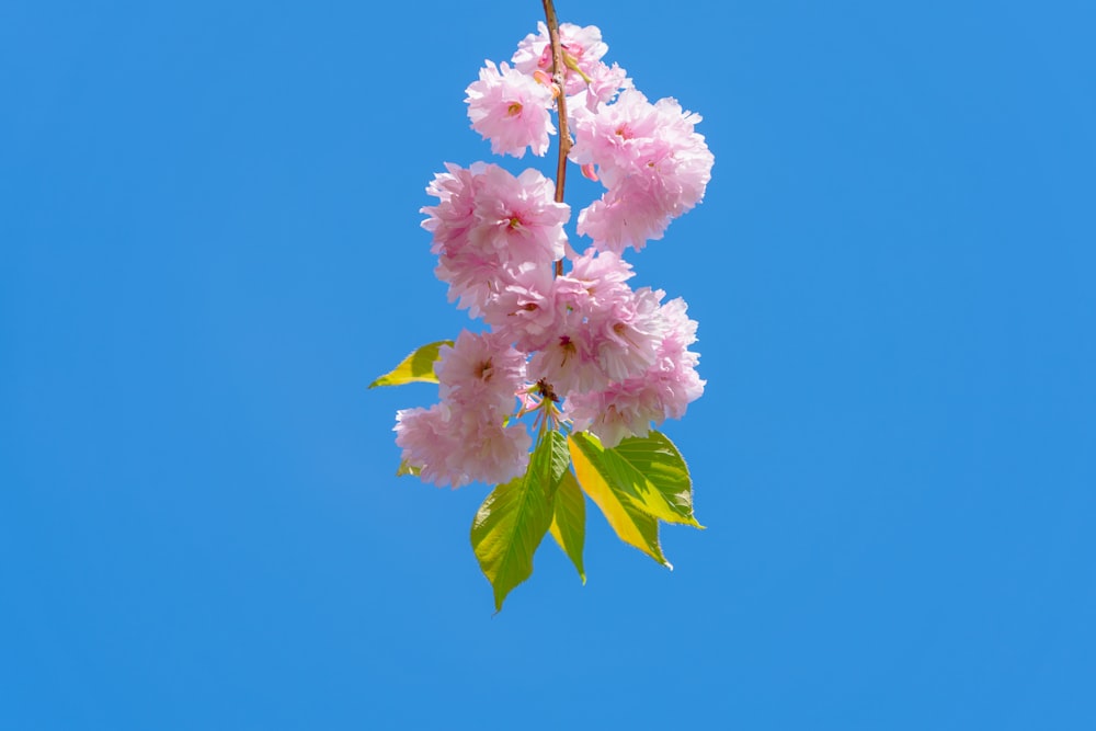 a branch with pink flowers against a blue sky