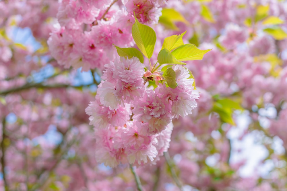 pink flowers are blooming on a tree