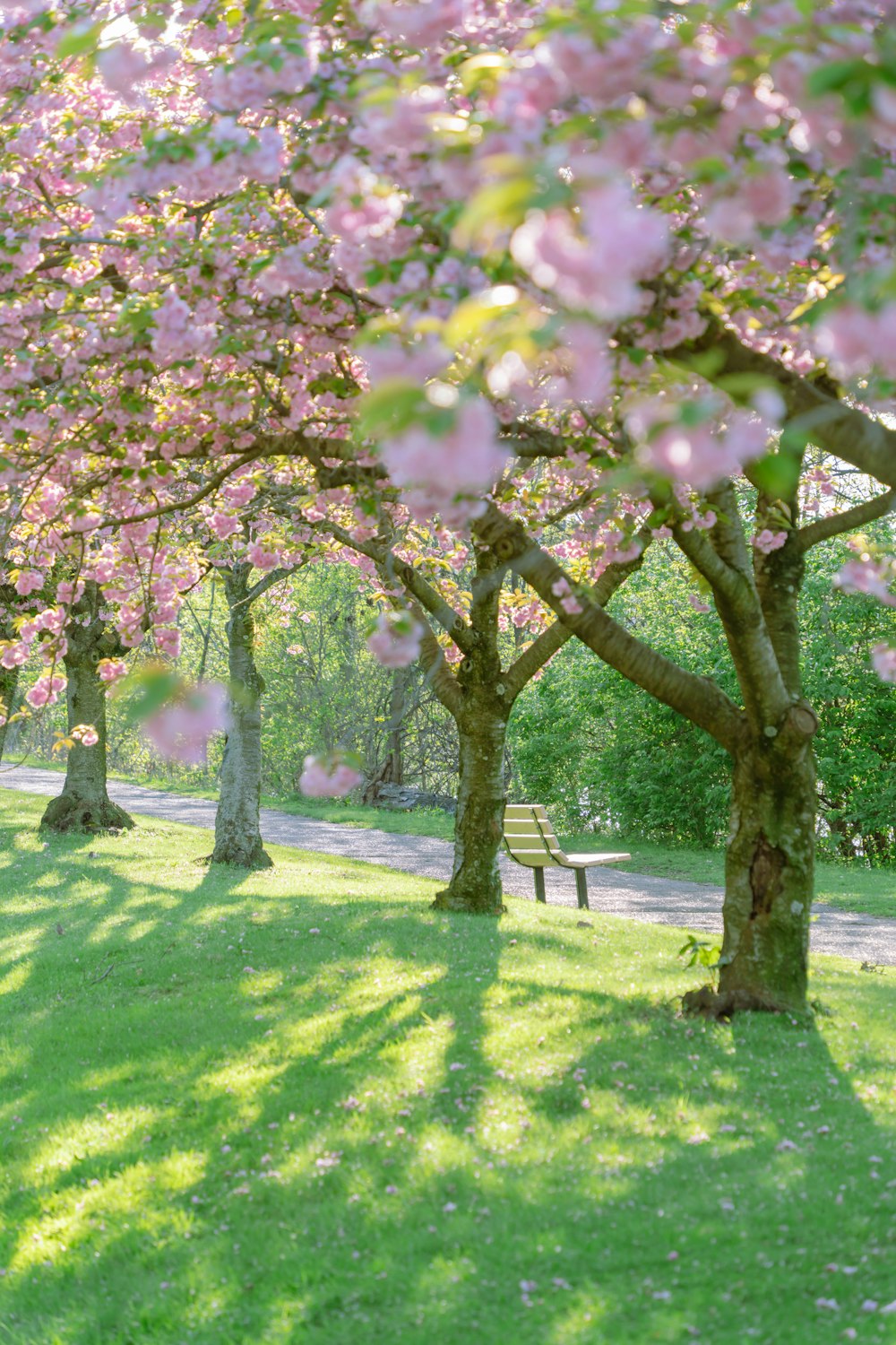 a park filled with lots of trees covered in pink flowers