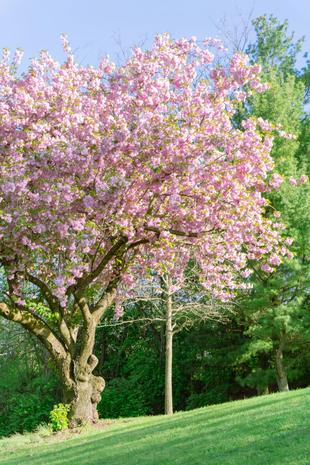 a tree with pink flowers in a park