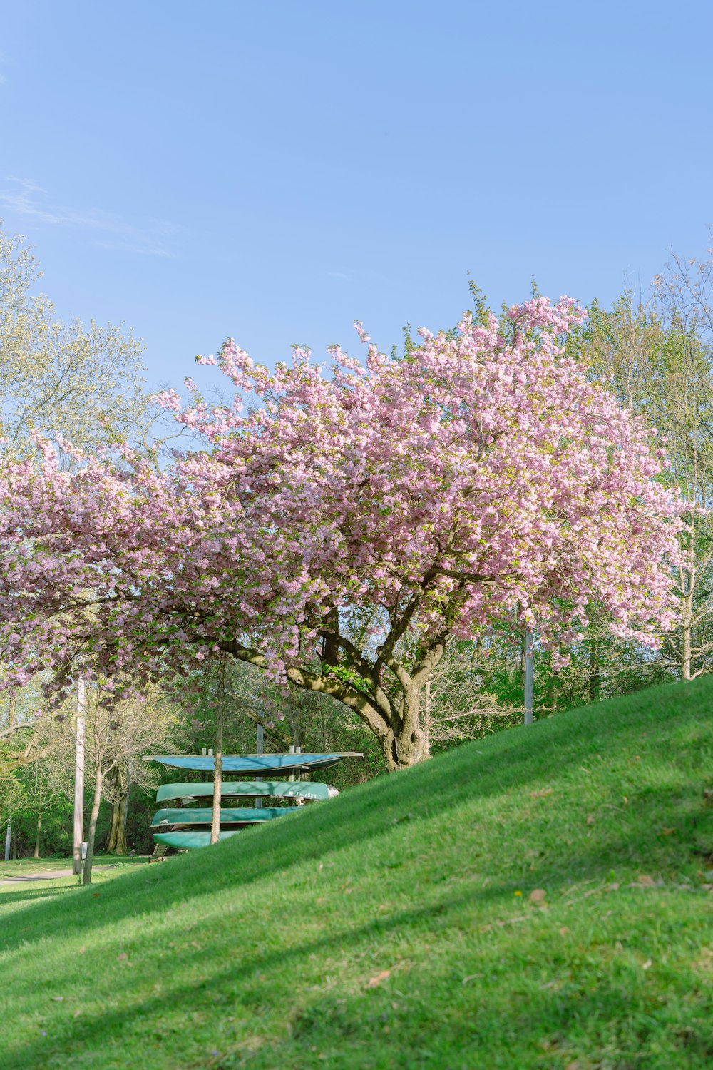 a tree with pink flowers in a park