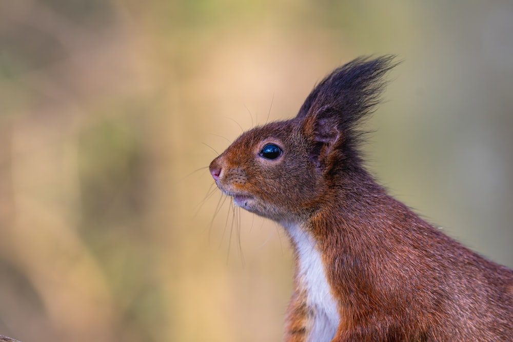 a close up of a squirrel with a blurry background