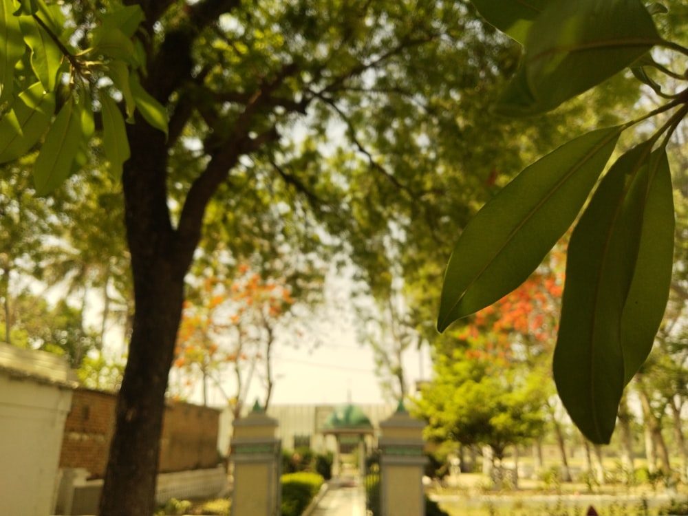 a view of a cemetery through a leafy tree