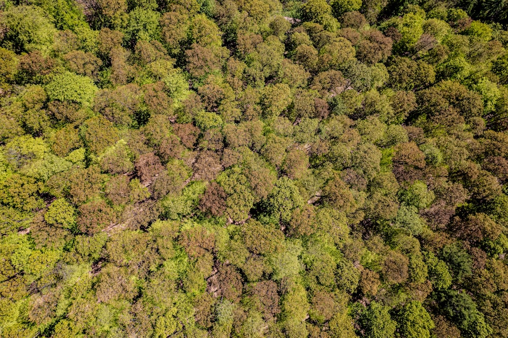 an aerial view of a forest with lots of trees