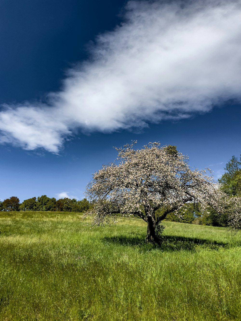 ein einsamer Baum auf einer Wiese unter einem wolkenverhangenen blauen Himmel