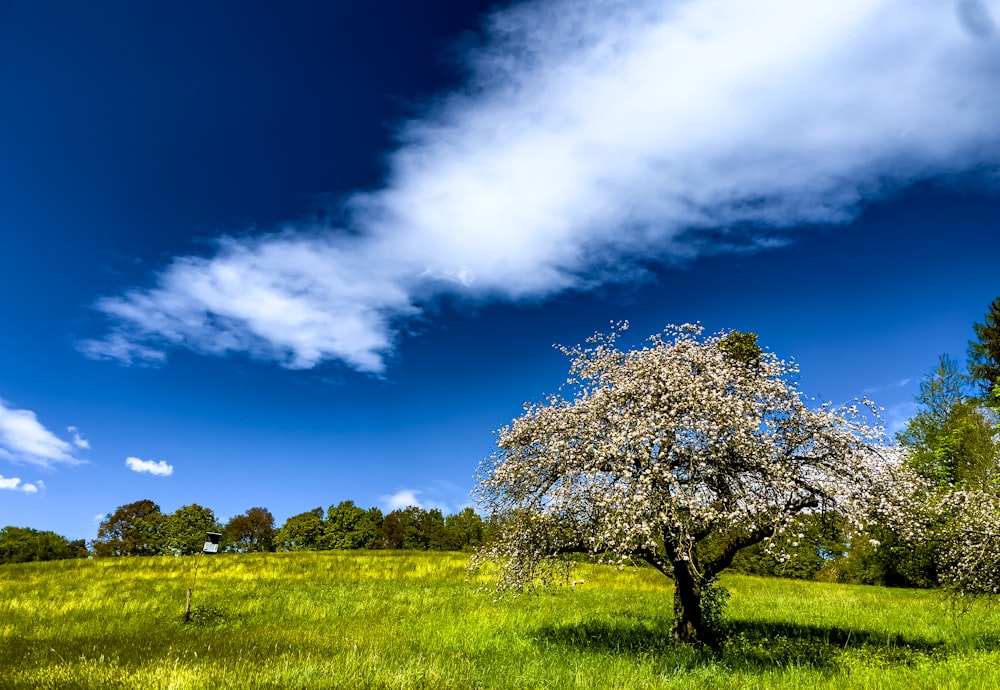 a tree in a field with a blue sky in the background