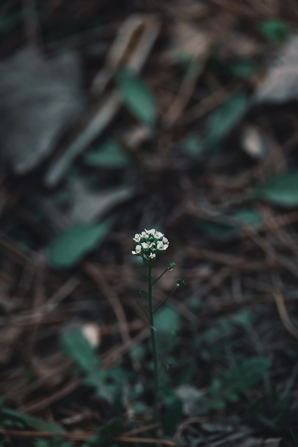 a small white flower sitting in the middle of a forest