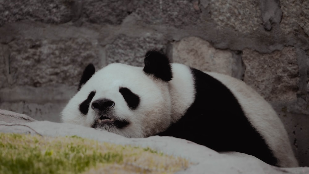 a panda bear laying on top of a rock