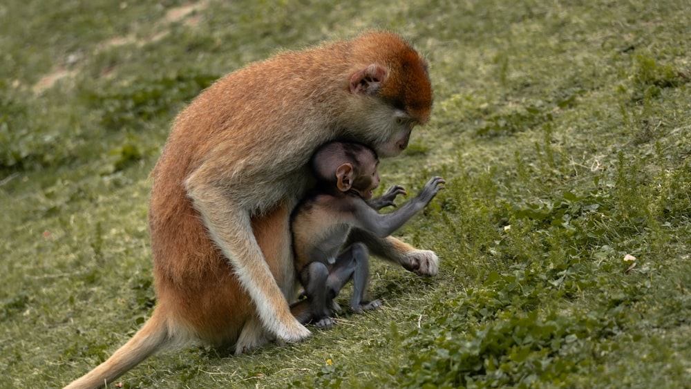 a mother monkey nursing her baby on a grassy hill
