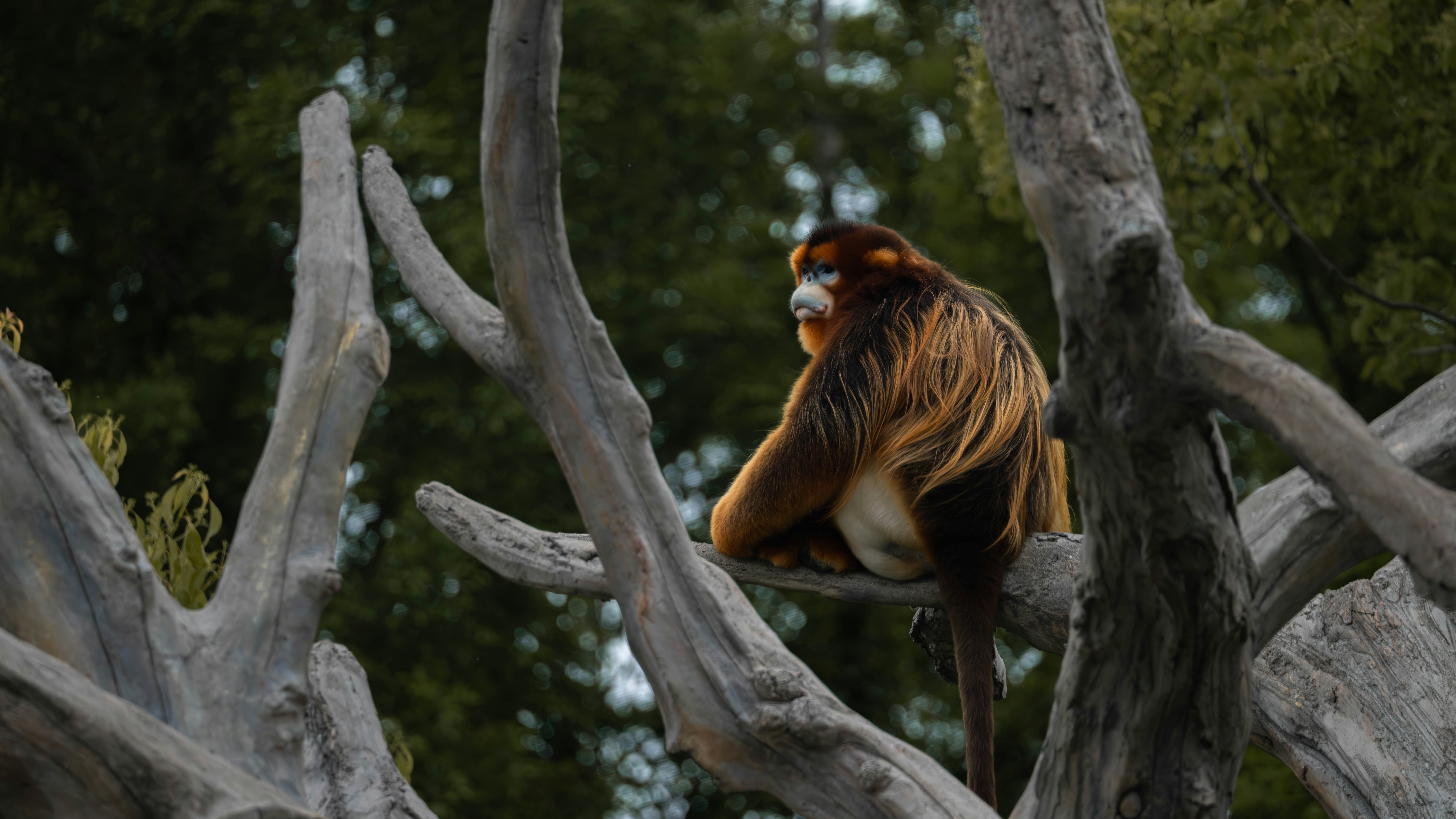 un mono sentado en la parte superior de la rama de un árbol