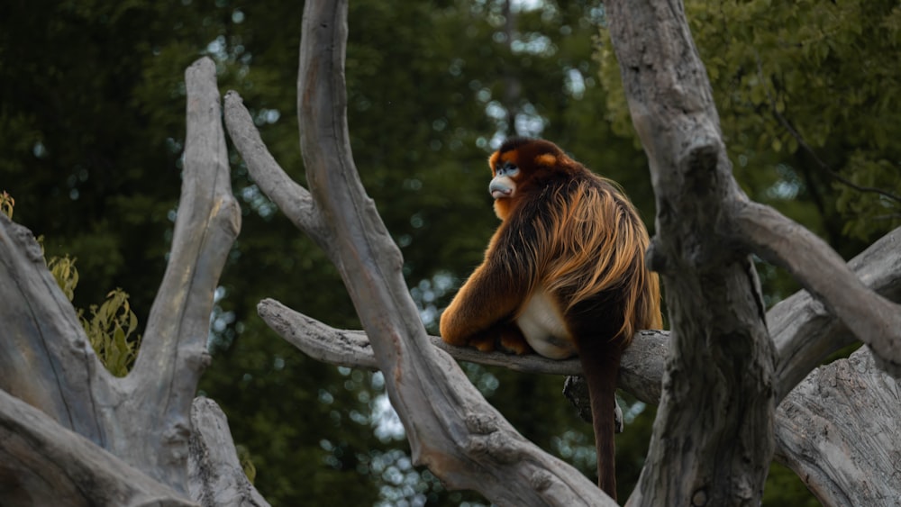 a monkey sitting on top of a tree branch