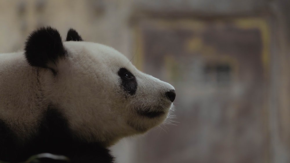 a close up of a panda bear with a blurry background
