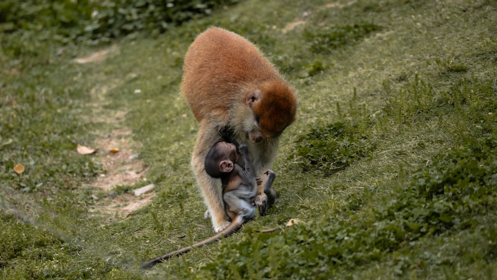 Un bébé singe joue avec sa mère