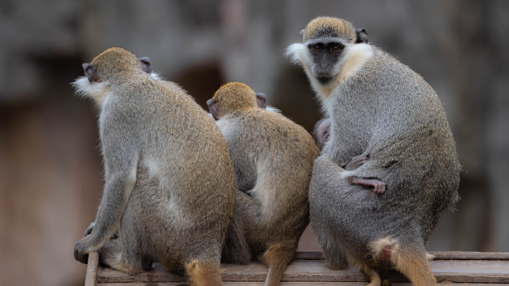 a group of monkeys sitting on a ledge