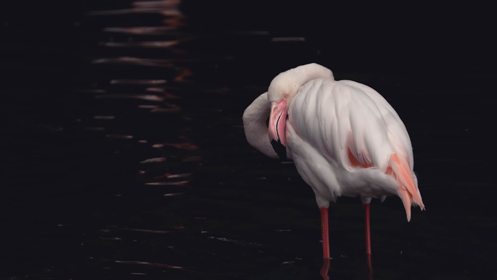 a white bird with a long neck standing in the water