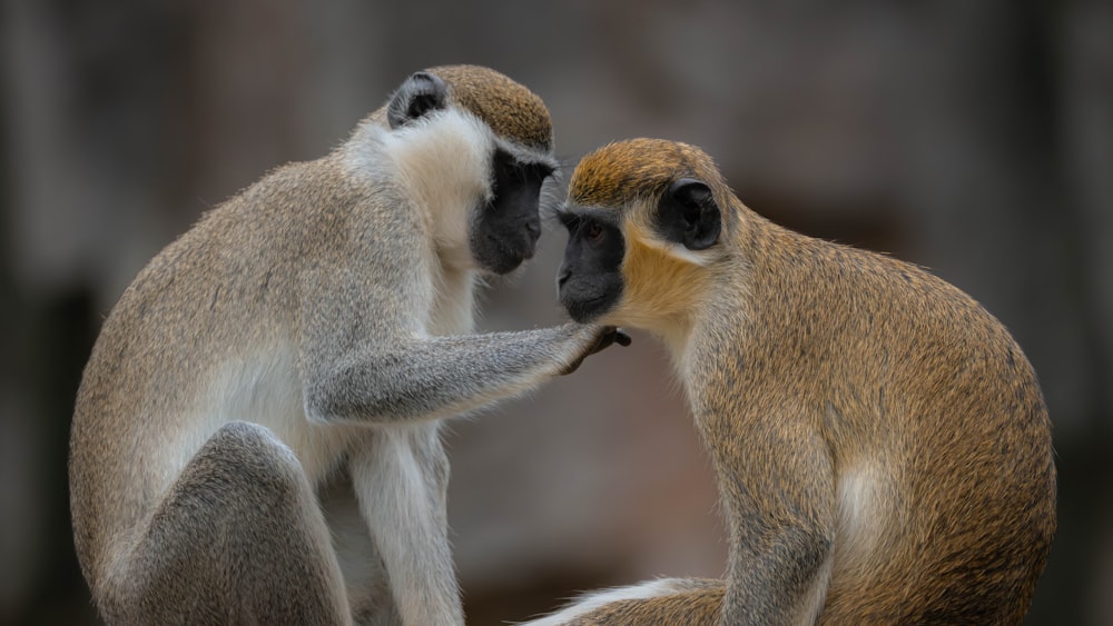 a couple of monkeys sitting next to each other