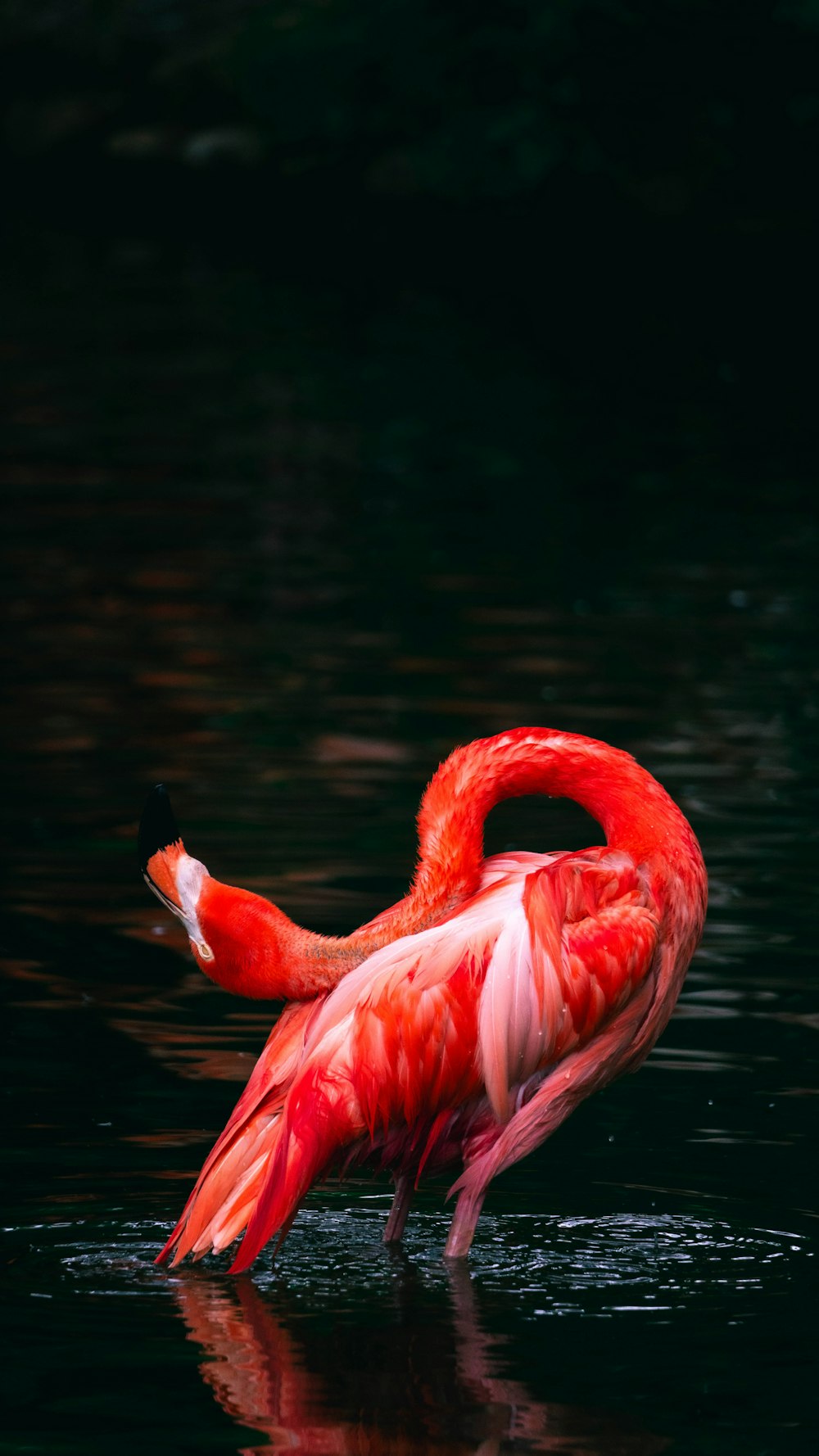 a pink flamingo is standing in the water