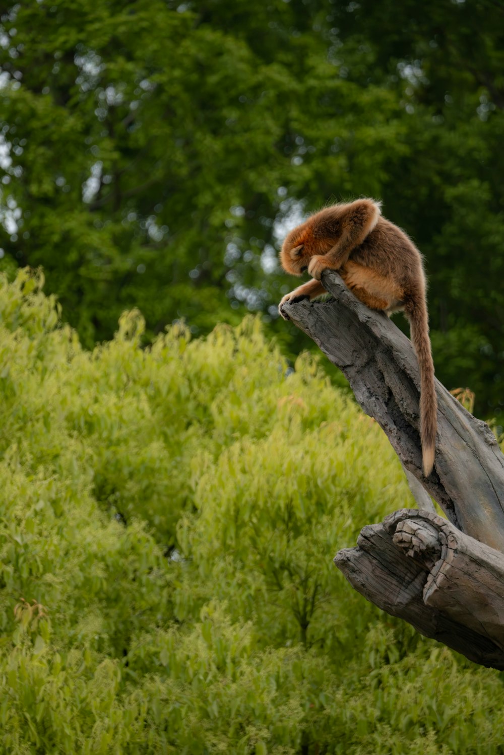 un singe assis au sommet d’une branche d’arbre