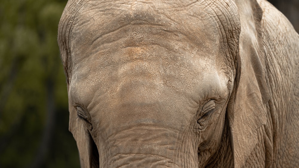 a close up of an elephant with trees in the background