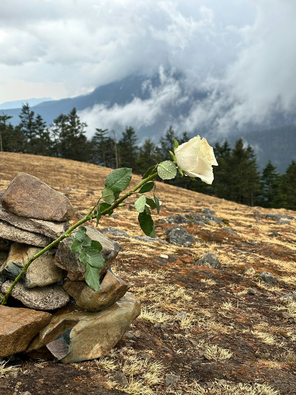a single white rose sitting on top of a pile of rocks