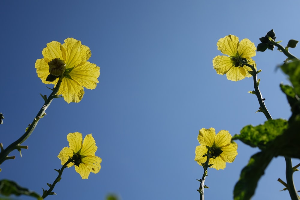 a group of yellow flowers against a blue sky