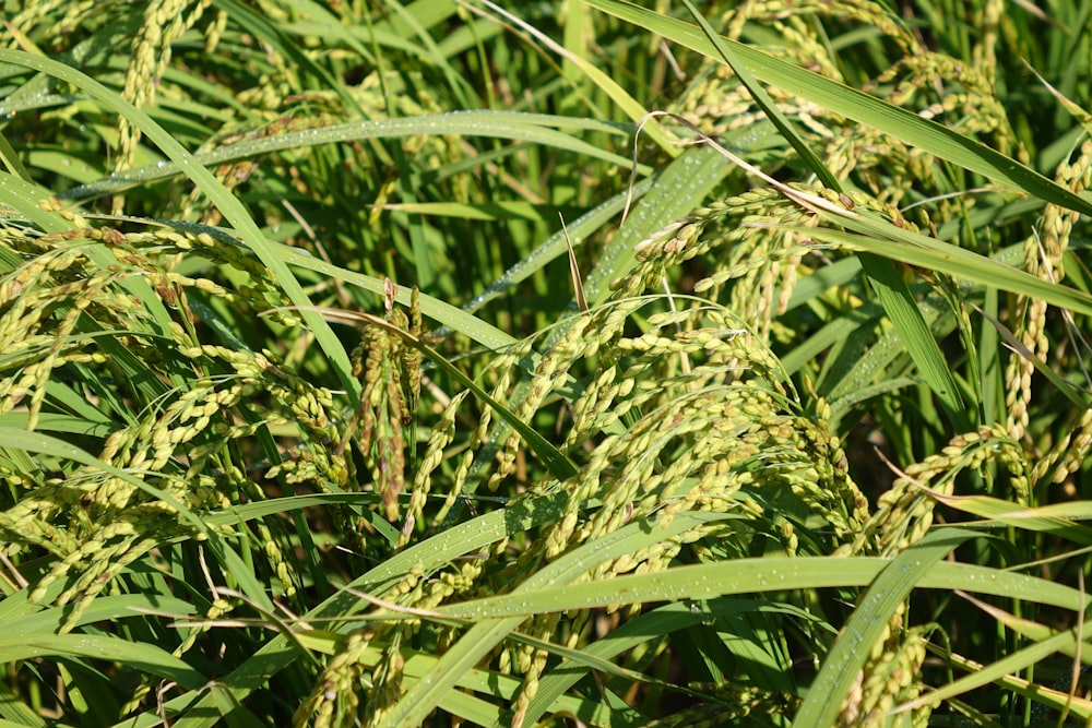 a close up of a bunch of green grass