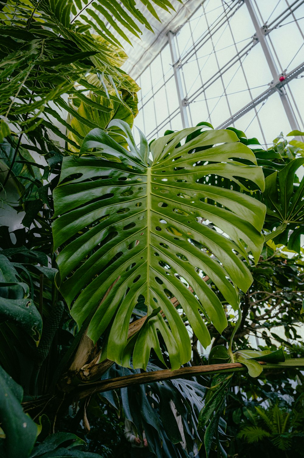 a large green leafy plant in a greenhouse