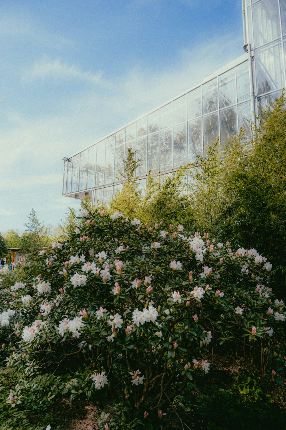 a bush of flowers in front of a building