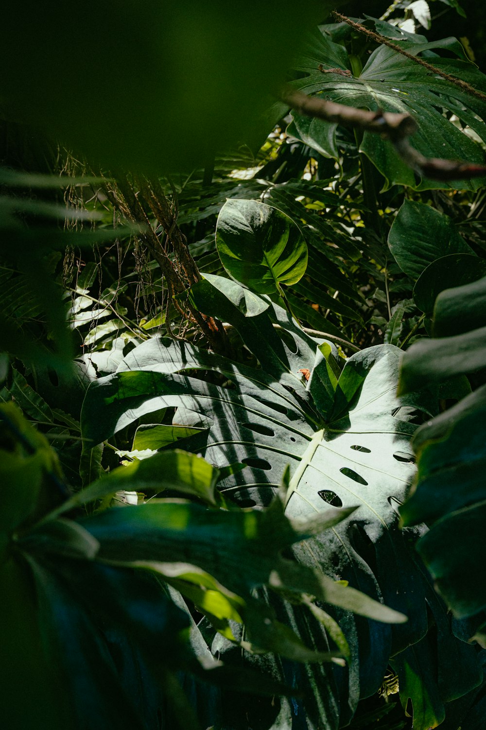 a large leafy plant in the middle of a forest