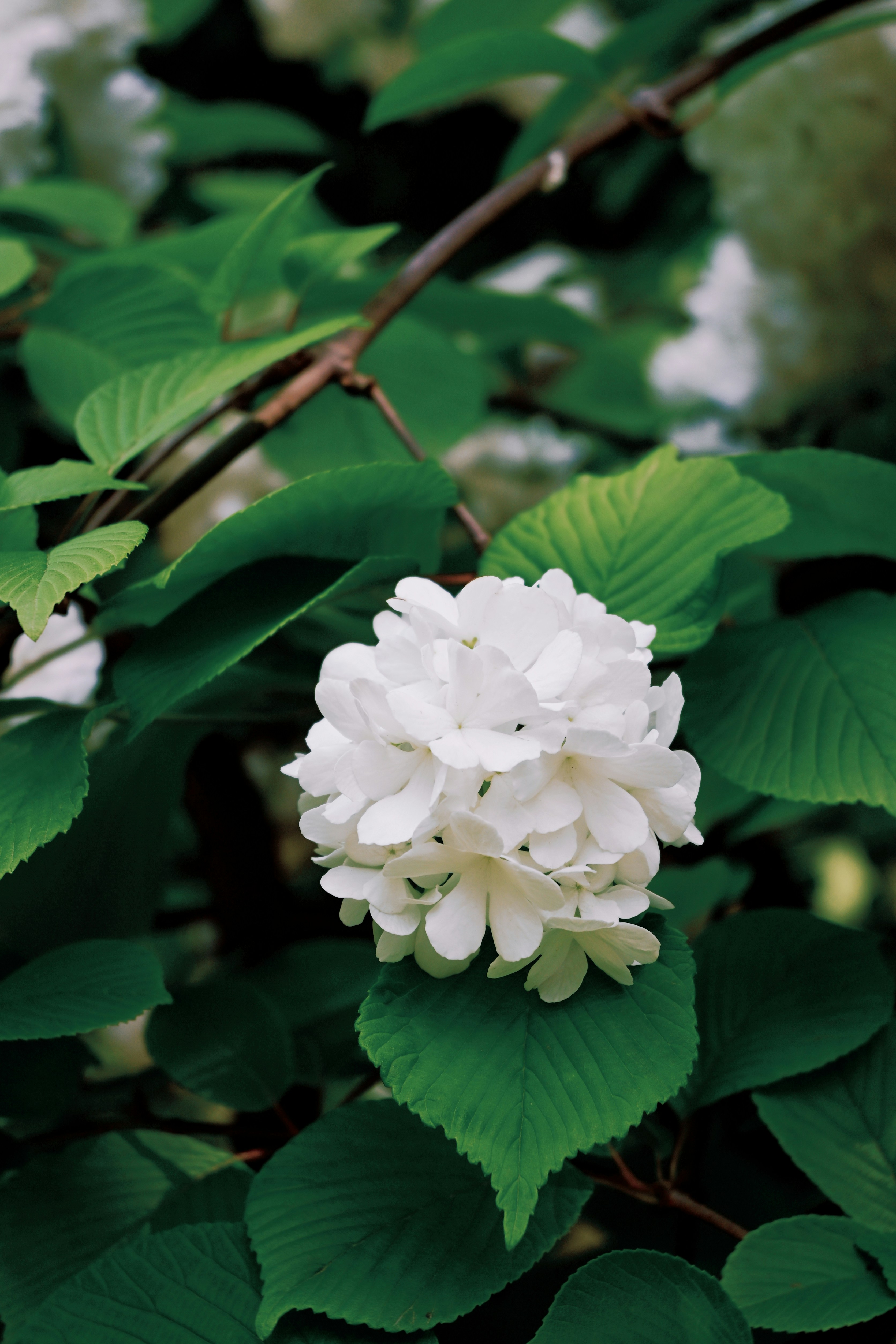 a white flower is surrounded by green leaves