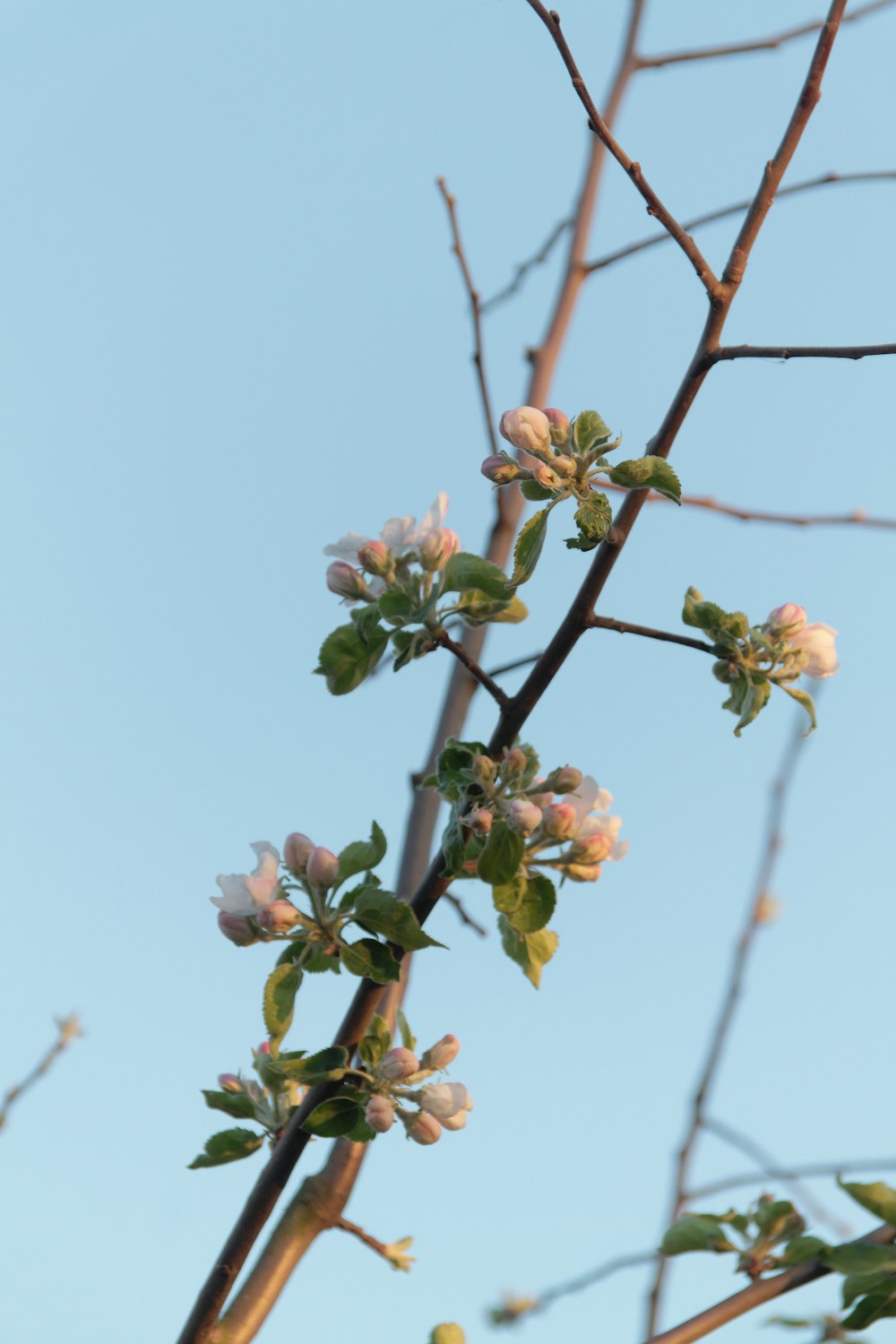 a branch of a tree with flowers in the foreground