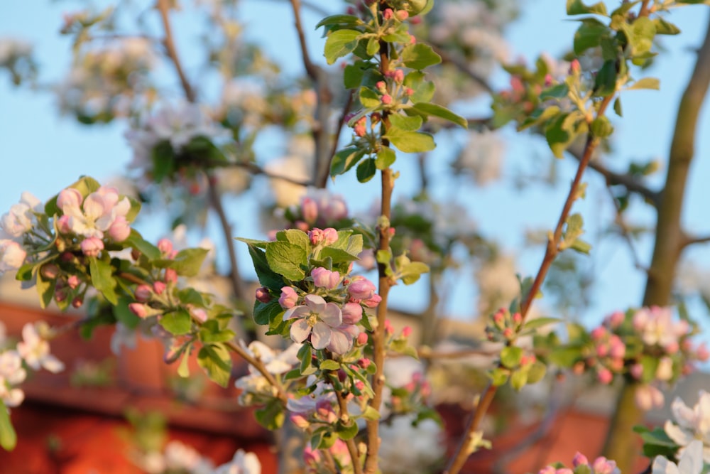 a small tree with pink and white flowers