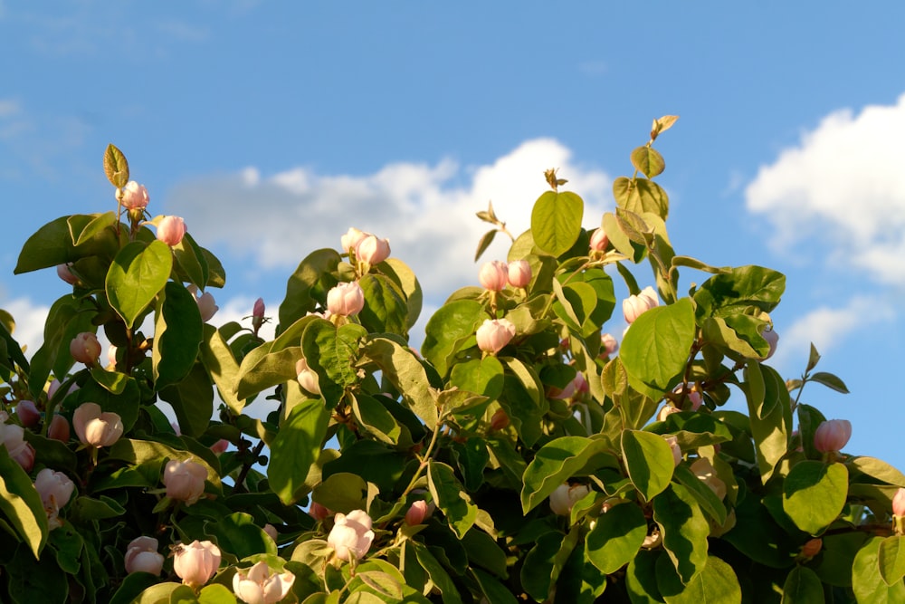 a tree with lots of green leaves and pink flowers