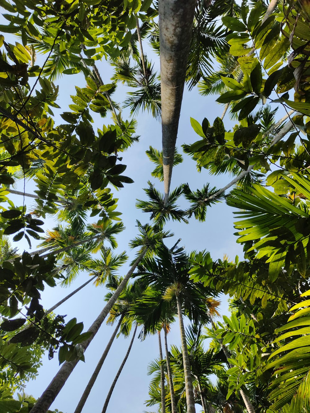 looking up at the tops of palm trees